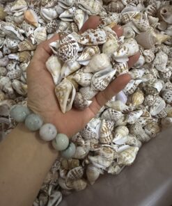 Ốc Dạ Quang - đa sắc