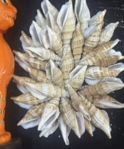 Vũ Điệu Vỏ Xoắn