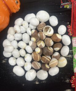 Ốc Xoắn Trắng Nâu Tự Nhiên ( Ốc mắt Ngọc)