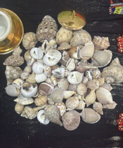 Combo Vỏ Ốc Biển Tự Nhiên - Âm Vọng Đại Dương