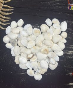 Vỏ Sò Trắng Tự Nhiên - “Tĩnh Tại Sóng Nhẹ”