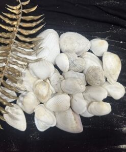 Combo Vỏ Sò Trắng Size Lớn & Vừa